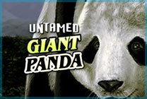 Untamed Giant Panda
